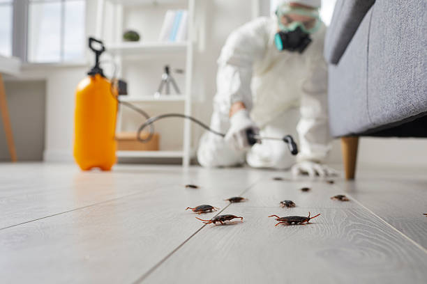 Commercial Rodent Management in St. Cloud